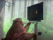 Илон Маск научил обезьяну просить угощение силой мысли