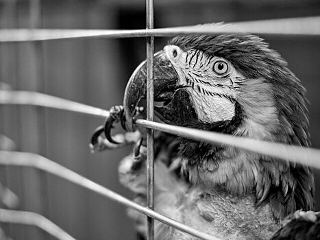 Продажу животных в зоомагазинах и на птичьих рынках предлагается запретить
