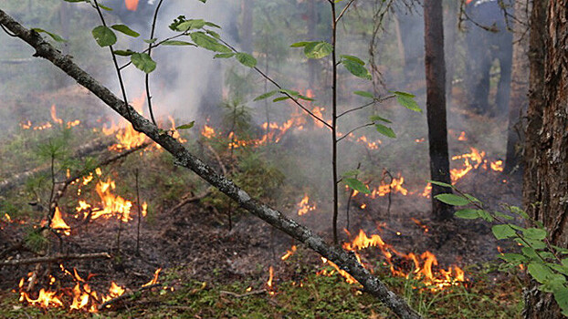 Сезонные лесные пожары в России начались раньше обычного. Репортаж RTVI из горящих районов страны