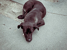 В Самаре состоится международный зоофестиваль
