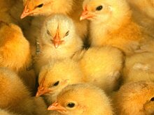 Банк «Траст» продаст свои птицеводческие активы