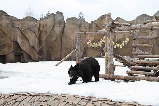 В Ижевском зоопарке вышел из спячки гималайский медведь Фил