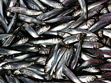 Систему «ГЛОНАСС» испытают на рыбах