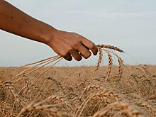 Фермеры переходят на нишевые культуры из-за пошлин на зерно