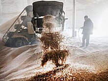 Цены на пшеницу в Чикаго начали падать после заключения «продуктовой сделки»