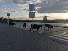 Коровы напугали пассажиров аэропорта Перми