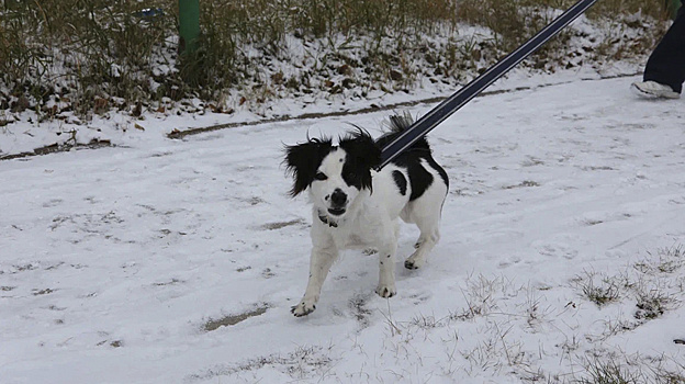 В югорском посёлке появилась первая площадка для выгула и дрессировки собак