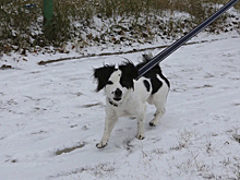 В югорском посёлке появилась первая площадка для выгула и дрессировки собак