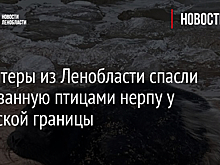 Волонтеры из Ленобласти спасли заклеванную птицами нерпу у эстонской границы