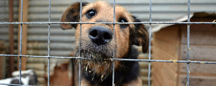 «Спецавтохозяйство» в Омске стало муниципальным приютом для животных