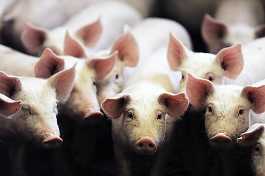 «Русская аграрная группа» отказалась от свиноводческого проекта в Тамбовской области
