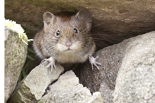 В мозгу мышей нашли химические следы воспоминаний