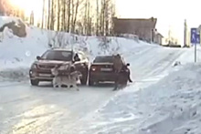 Под Новосибирском на школьника напала собака