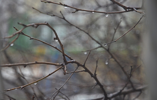 Народный календарь. Почему опасно ломать ветки деревьев 26 марта