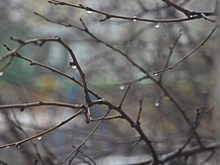 Народный календарь. Почему опасно ломать ветки деревьев 26 марта