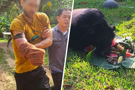 Mothership: в Таиланде мужчина отрезал ножом себе руку, чтобы вырваться из пасти медведя