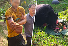 Mothership: в Таиланде мужчина отрезал ножом себе руку, чтобы вырваться из пасти медведя