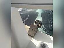 Косатки оторвали руль яхты на глазах у моряка