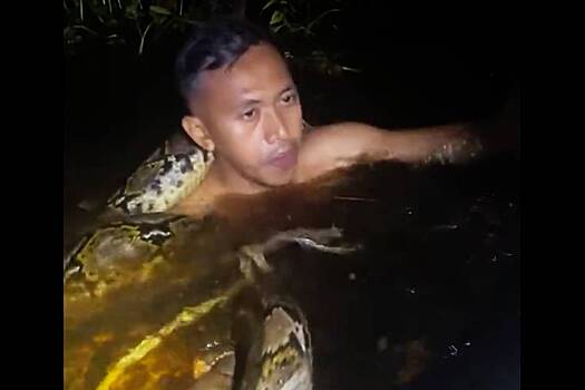 Шестиметровый питон напал на упавшего в воду мужчину и обвился вокруг его шеи