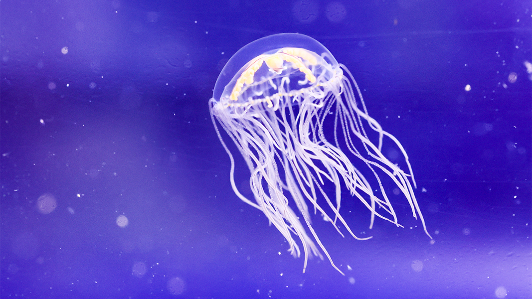 Москвичку пришлось спасать после укуса медузы на экзотическом курорте