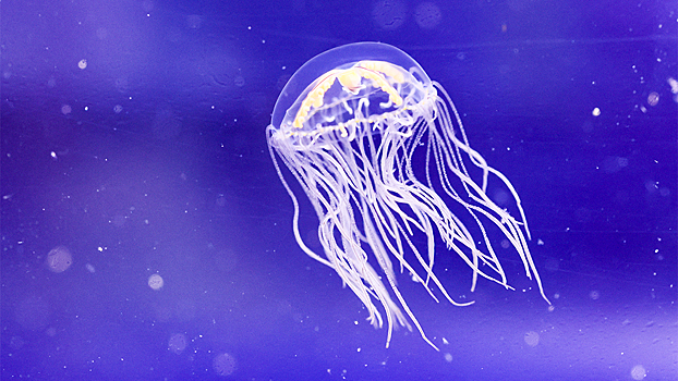 Москвичку пришлось спасать после укуса медузы на экзотическом курорте