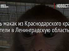 Девять макак из Краснодарского края прилетели в Ленинградскую область