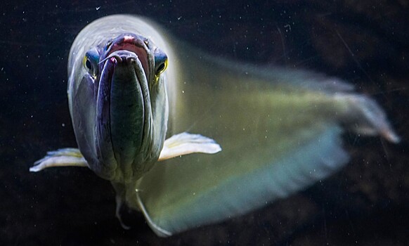 Ученые сделали шокирующее открытие о магнитном GPS у живых организмов