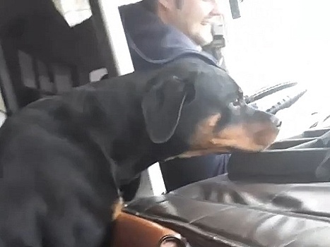 В Оренбурге собаке-потеряшке помогли вернуться домой