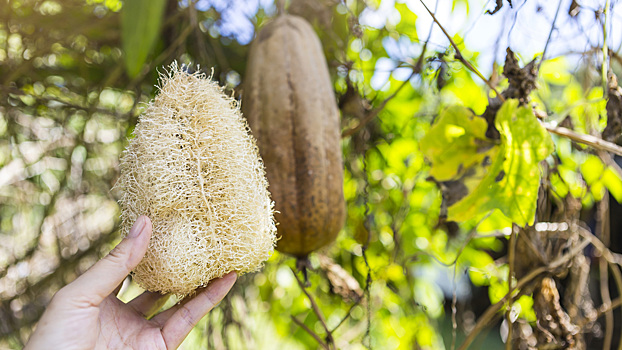Натуральная губка, которую выращивают как овощ: что такое люффа
