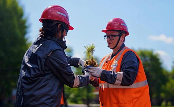 Михайловский ГОК высадил 50 тысяч деревьев в Курской области