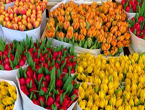 Словакию заподозрили в поставках зараженных цветов в РФ