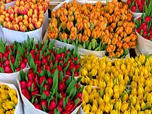 Словакию заподозрили в поставках зараженных цветов в РФ