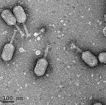 Бактериофаги оказались абсолютно безвредны для человека