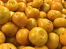 Более 22 тонн мандаринов из Турции забраковали в морском порту Новороссийска