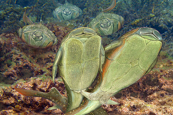 Қыздар порно фильмдерге түсуге шақырылады.