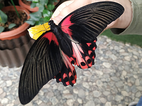Руководитель студии «#Бу-мажки» в режиме онлайн научит делать красивую бабочку своими руками