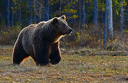Мэрия Красноярска дала горожанам советы, как реагировать на встречу с медведем