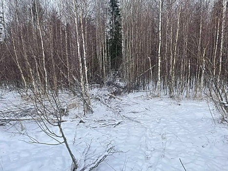 Житель Кезского района незаконно срубил 14 деревьев и распилил их себе на дрова