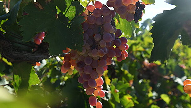 Ягодная проблема: почему фермеры в Крыму отказываются от столового винограда