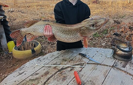 Подросток из Нижегородской области поймал щуку весом 7,5 кг