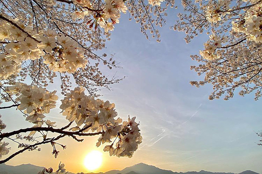 Самое красивое время в Японии — период, когда цветет сакура, и все сады становятся нежно-розовыми. 