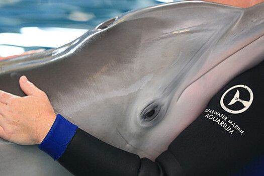 Умерла дельфиниха с протезом хвоста, о которой сняли фильм с Морганом Фрименом