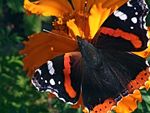 Бабочки адмирал массово мигрируют через Новосибирск