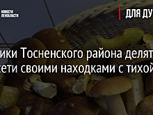 Грибники Тосненского района делятся в соцсети своими находками с тихой охоты