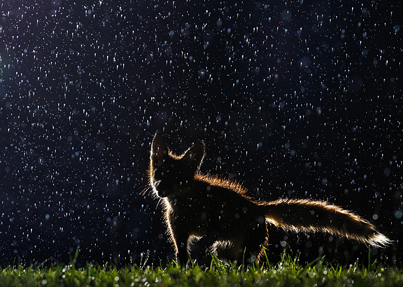 Лисица под дождем