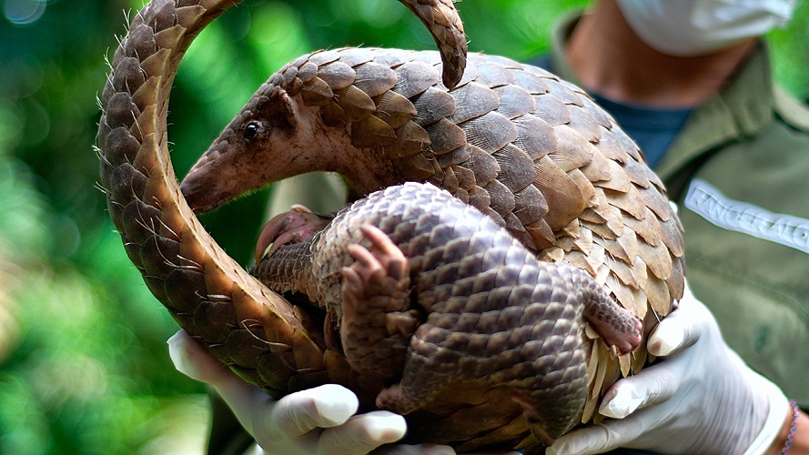 Biden threatens China with sanctions over endangered pangolins
