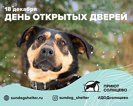 Приют для собак «Солнцево» приглашает всех желающих на День открытых дверей