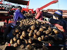 Стоимость овощей в России может вырасти из-за аномальной жары