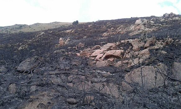Уже 20 часов бушует пожар в Григорьевском ущелье Иссык-Кульской области