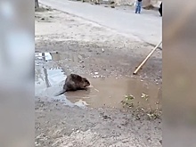 Найденного в Дзержинске бобра выпустили на волю